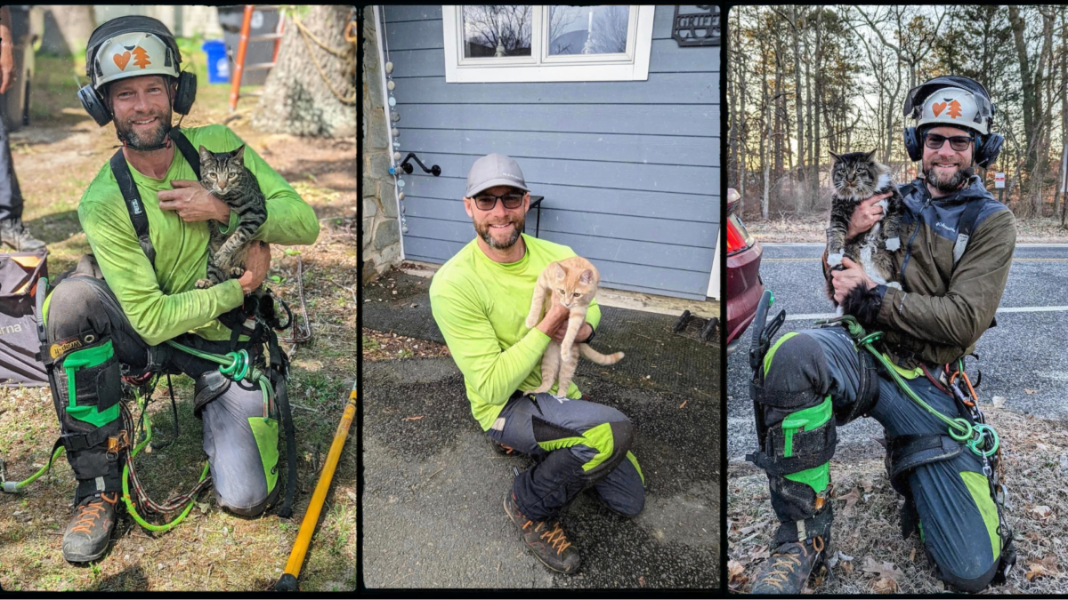 When Trees and Rescues Meet:        The Story of Tesla Tree Services